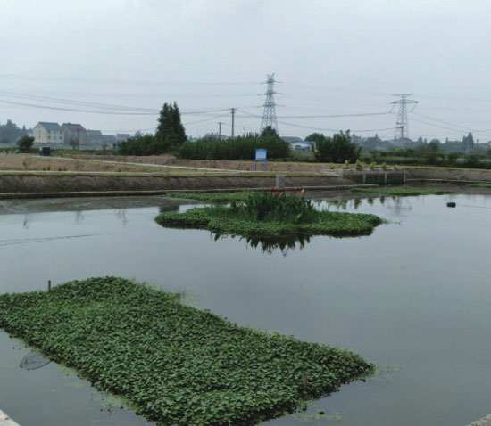 湖州市高新區(qū)沈溇村養(yǎng)殖尾水生態(tài)治理工程2.jpg